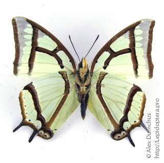 Polyura narcaeus