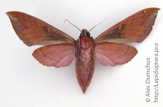 Lepidoptera