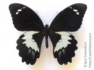 Papilio gambrisius