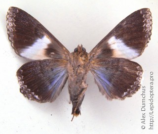 Lepidoptera