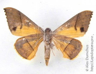 Oxyodes scrobiculata