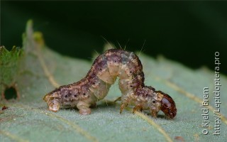 Hydriomena impluviata