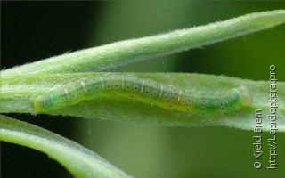 Agonopterix ocellana