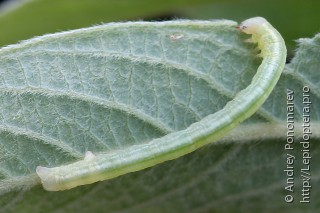 Cabera exanthemata