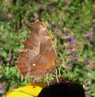 Polygonia c-aureum