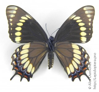Самец  Papilio scamander