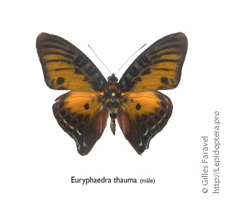 Самец  Euryphaedra thauma