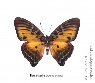 Самка  Euryphaedra thauma