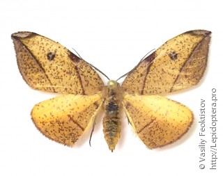 Самец  Hypochrosis hyadaria