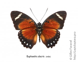 Самец  Euphaedra alacris