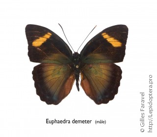 Самец  Euphaedra demeter