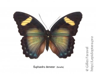 Самка  Euphaedra demeter