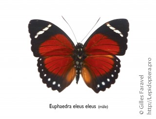 Euphaedra eleus