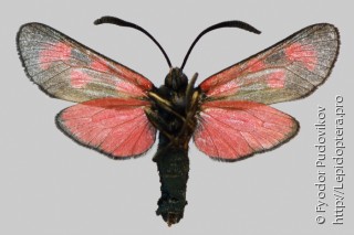 Zygaena loti