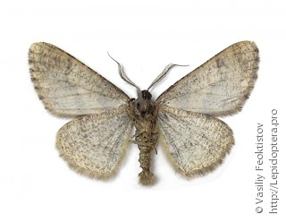 Cleora cinctaria