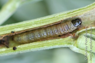 Eucosma wimmerana