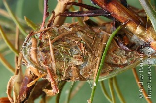 Eucosma wimmerana