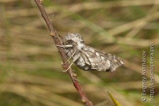 Sphingoneopsis gorgoniades