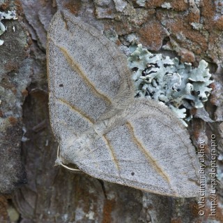 Scotopteryx mucronata