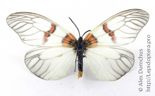 Lepidoptera