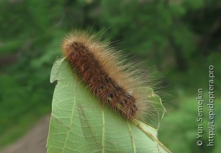 Lepidoptera