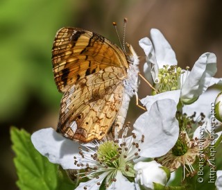 Phyciodes tharos