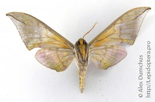 Callambulyx rubricosa