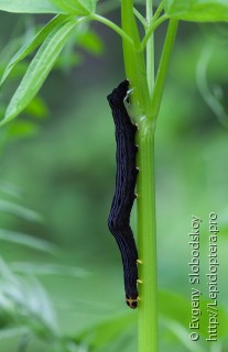 Lepidoptera