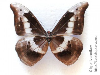 Morpho rhetenor