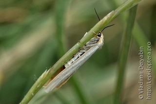 Lepidoptera