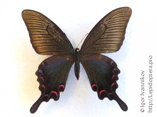 Papilio bianor
