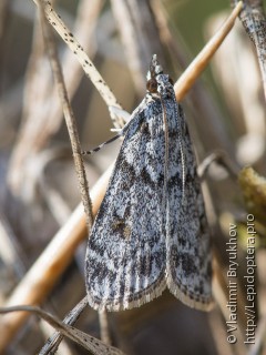 Scoparia basistrigalis