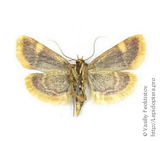 Hypsopygia costalis