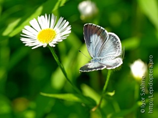 Celastrina argiolus