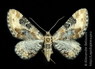 Имаго  Eupithecia subpulchrata