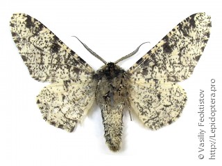 Biston betularia