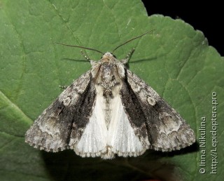 Acronicta alni