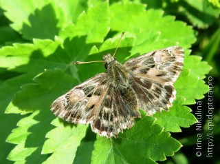 Carcharodus floccifera