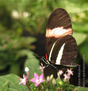 Lepidoptera