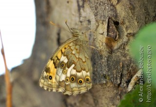 Kirinia eversmanni