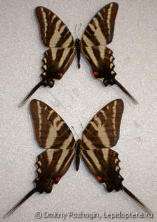 Самец и самка  Eurytides marcellus