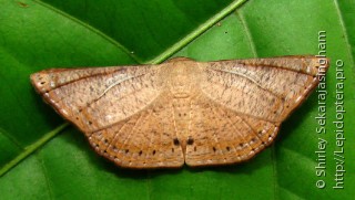 Lepidoptera