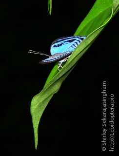 Lepidoptera