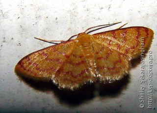 Lepidoptera