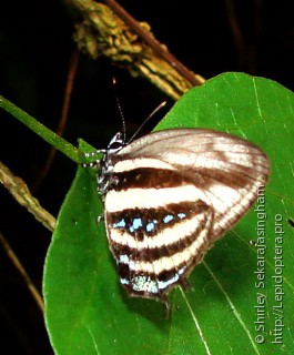 Lepidoptera