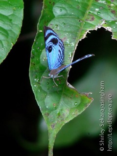 Lepidoptera