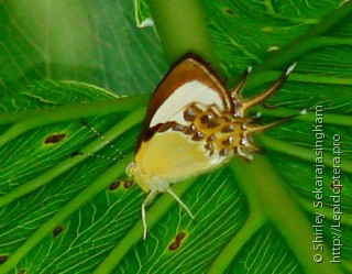 Lepidoptera