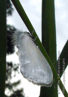 Lepidoptera