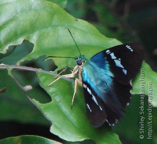 Lepidoptera