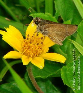 Lepidoptera